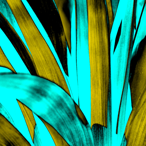 Yucca Teal - Photography - Artezaar.com Online Art Gallery