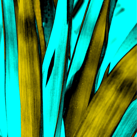 Yucca Teal - Photography - Artezaar.com Online Art Gallery