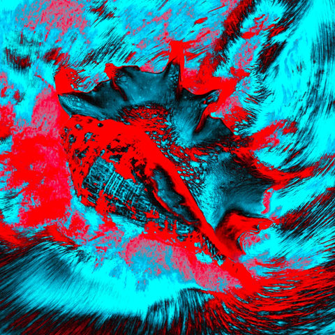 Zarmak Seashells Red & Blue - Photography - Artezaar.com Online Art Gallery