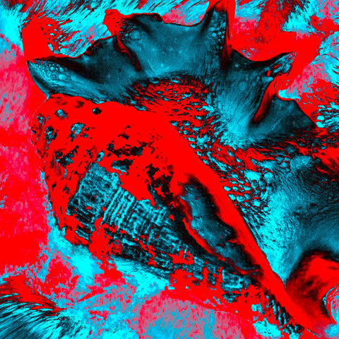 Zarmak Seashells Red & Blue - Photography - Artezaar.com Online Art Gallery