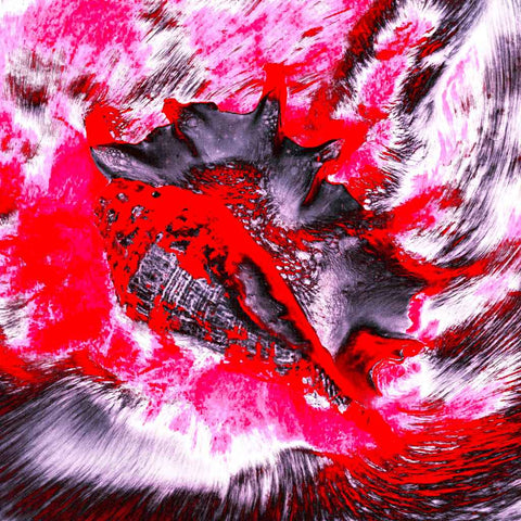 Zarmak Seashells (Red & Pink) - Photography - Artezaar.com Online Art Gallery