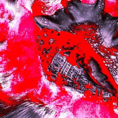 Zarmak Seashells (Red & Pink) - Photography - Artezaar.com Online Art Gallery