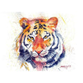Bengal Tiger Watercolor Painting Buy Now on Artezaar.com Online Art Gallery Dubai UAE