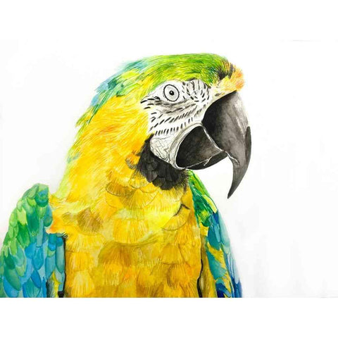 Brazilian Hues Watercolor Painting Buy Now on Artezaar.com Online Art Gallery Dubai UAE