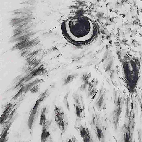 Owl Sketch Buy Now on Artezaar.com Online Art Gallery Dubai UAE