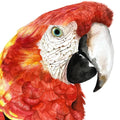 Red Macaw Hues Watercolor Painitng Buy Now on Artezaar.com Online Art Gallery Dubai UAE