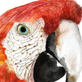Red Macaw Hues Watercolor Painitng Buy Now on Artezaar.com Online Art Gallery Dubai UAE